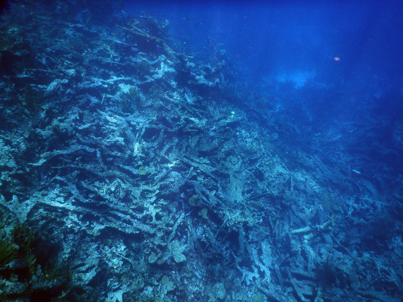 Elkhorn coral has died and turned to rubble.