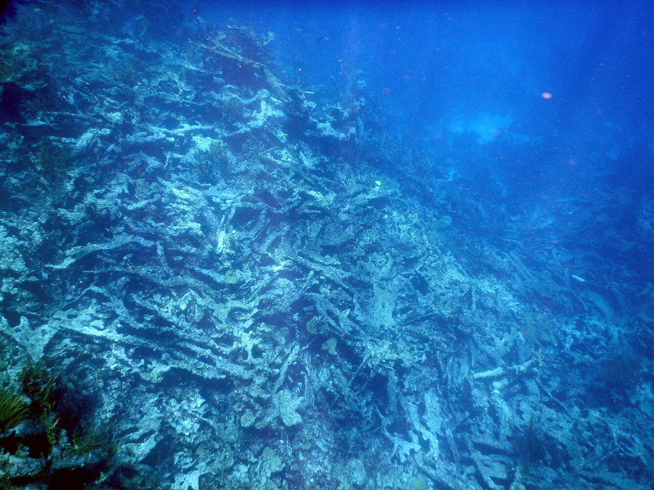 Underwater photo of a vast area of dead corals on the seafloor at Buck Island, U.S. Virgin Islands