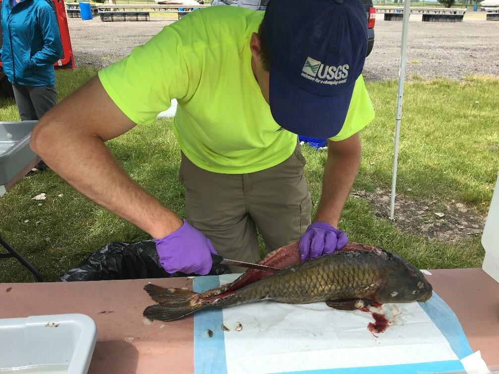 USGS Staff processing a common carp caught from the Buffalo River