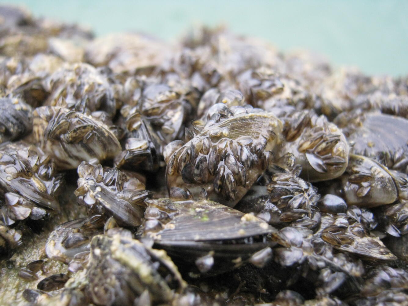 Zebra Mussels