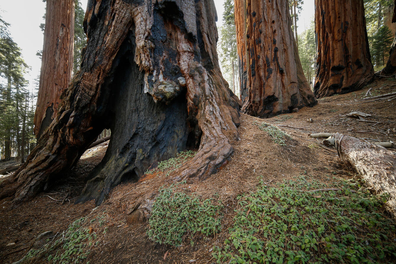 A hollowed out base of a sequoia tree