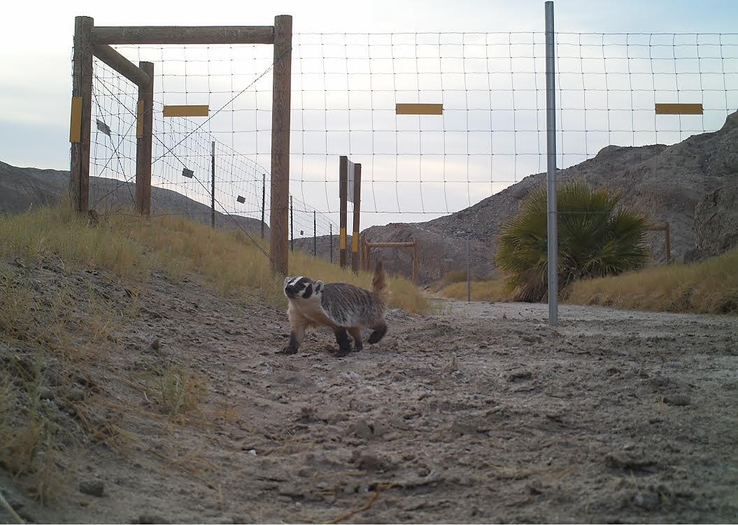 badger