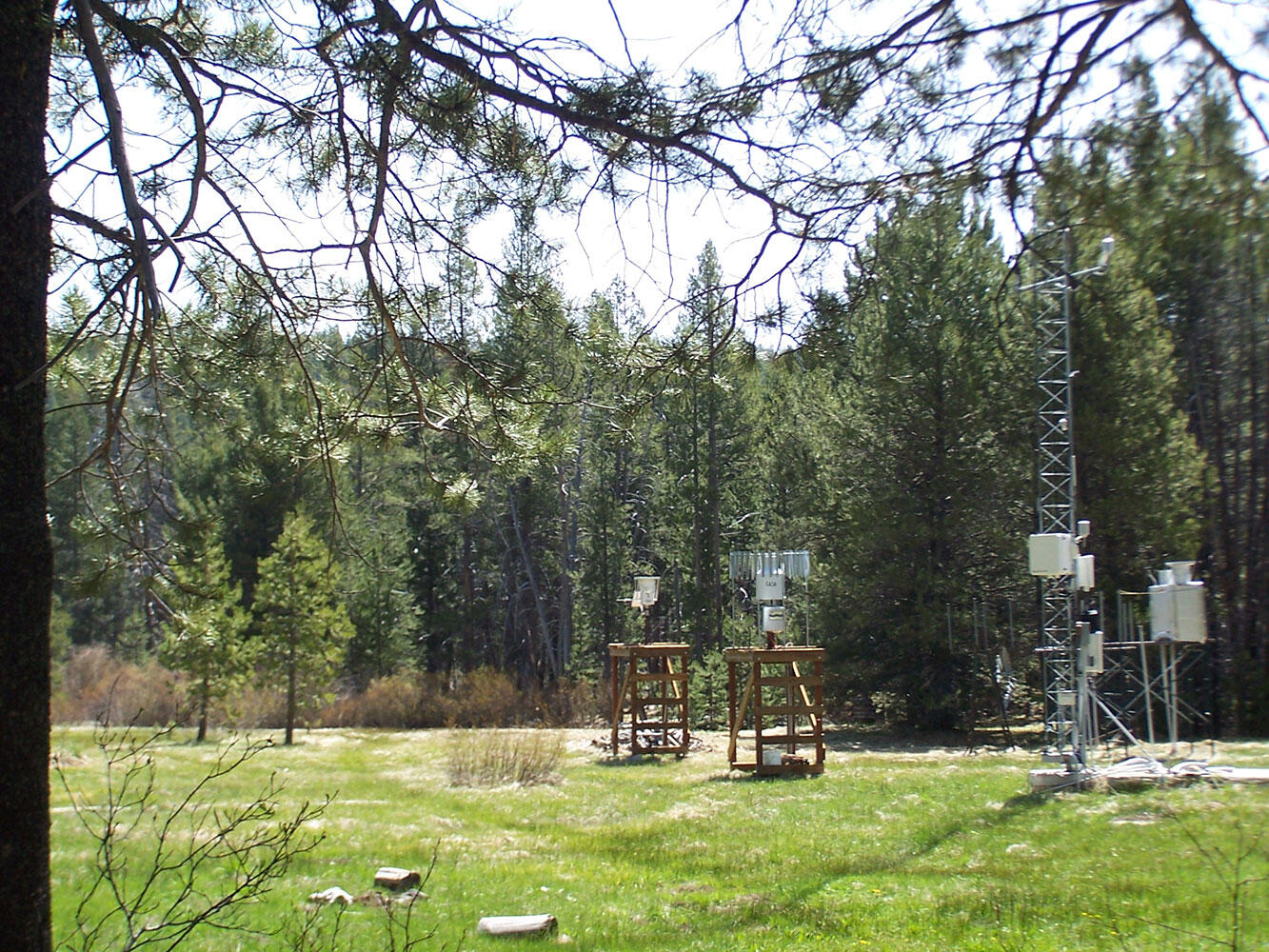 NADP Raingages in an open field surrounded by tall pine trees