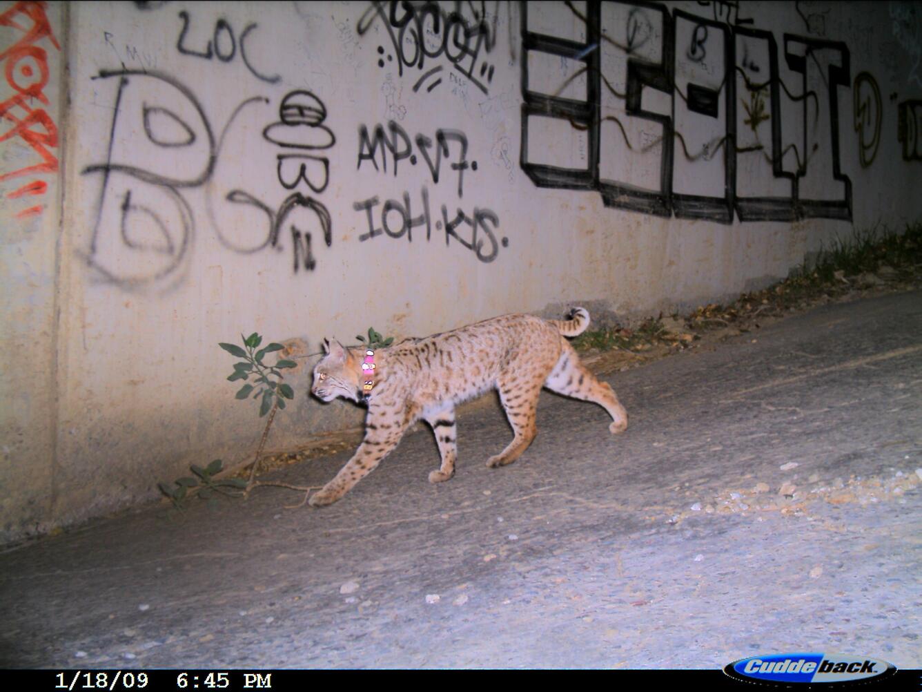 Bobcat (Lyru Rufus) in fragmented habitat