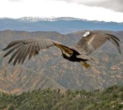 A California Condor. Photo by K. Valverde, USFWS.