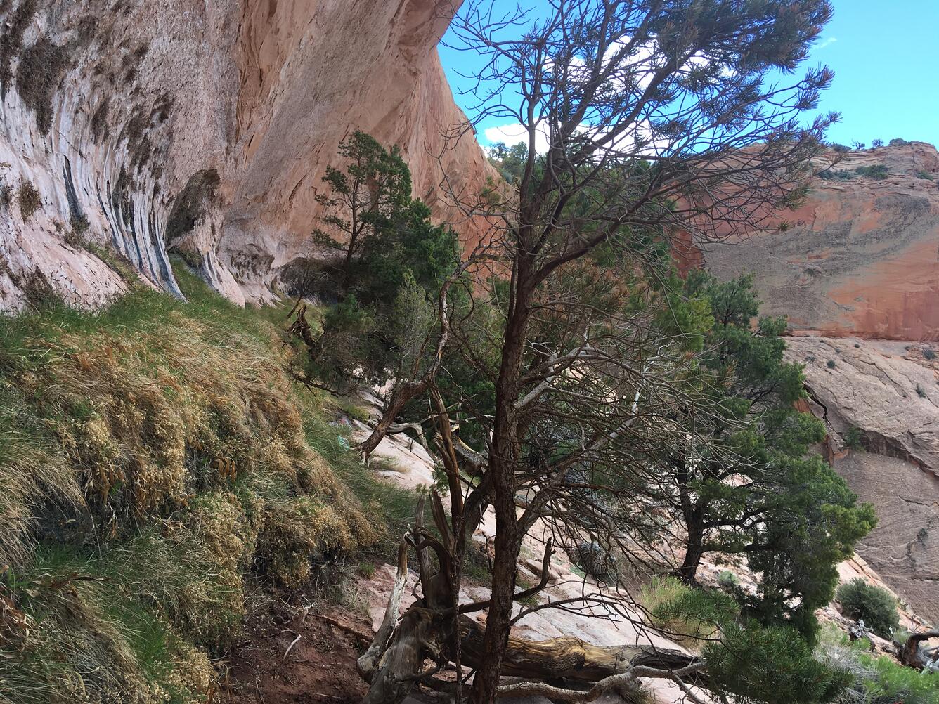 Navajo sedge (Carex specuicola) growing out of sandstone rockface