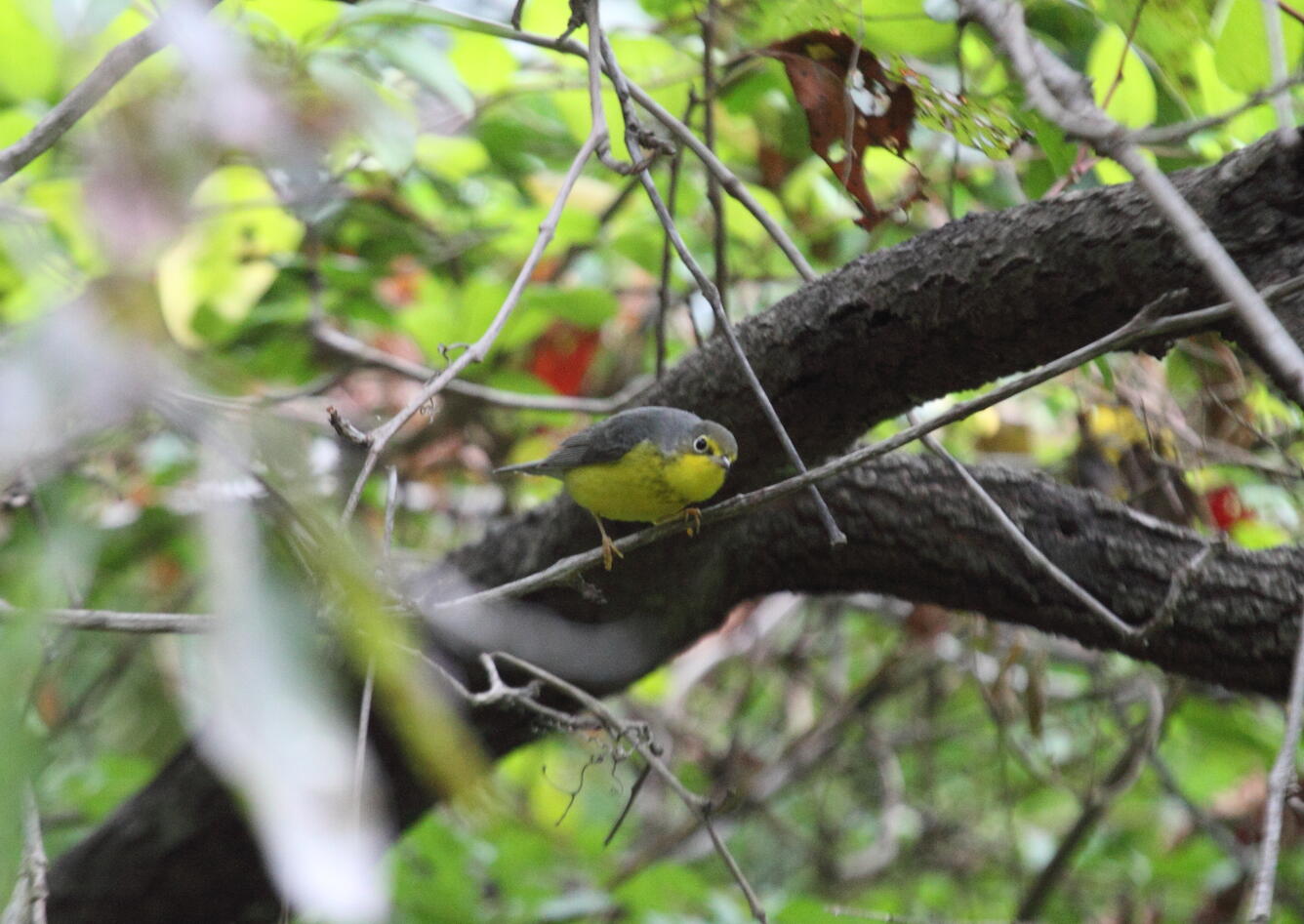 Canada Warbler