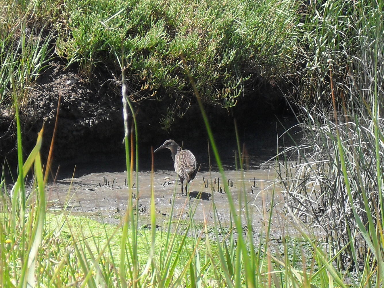 WERC California Ridgway's rail in marsh