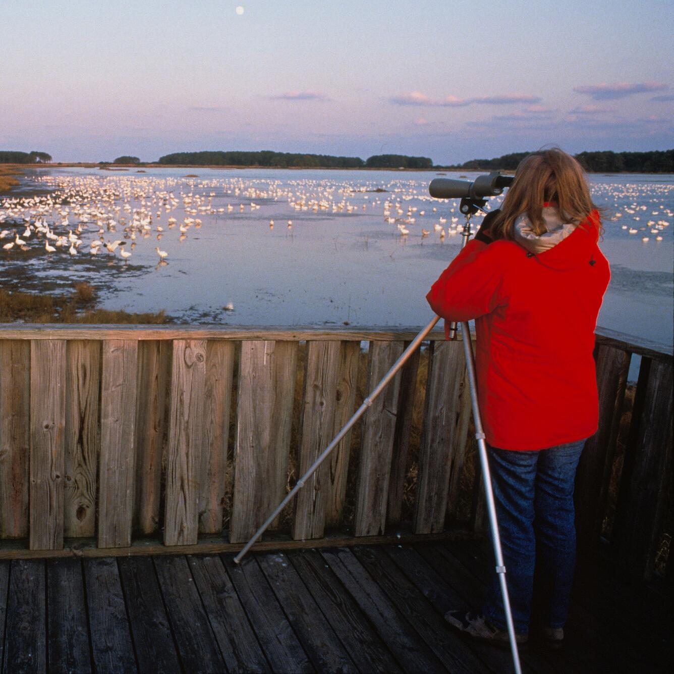 a birder on a bridge looking at the birds