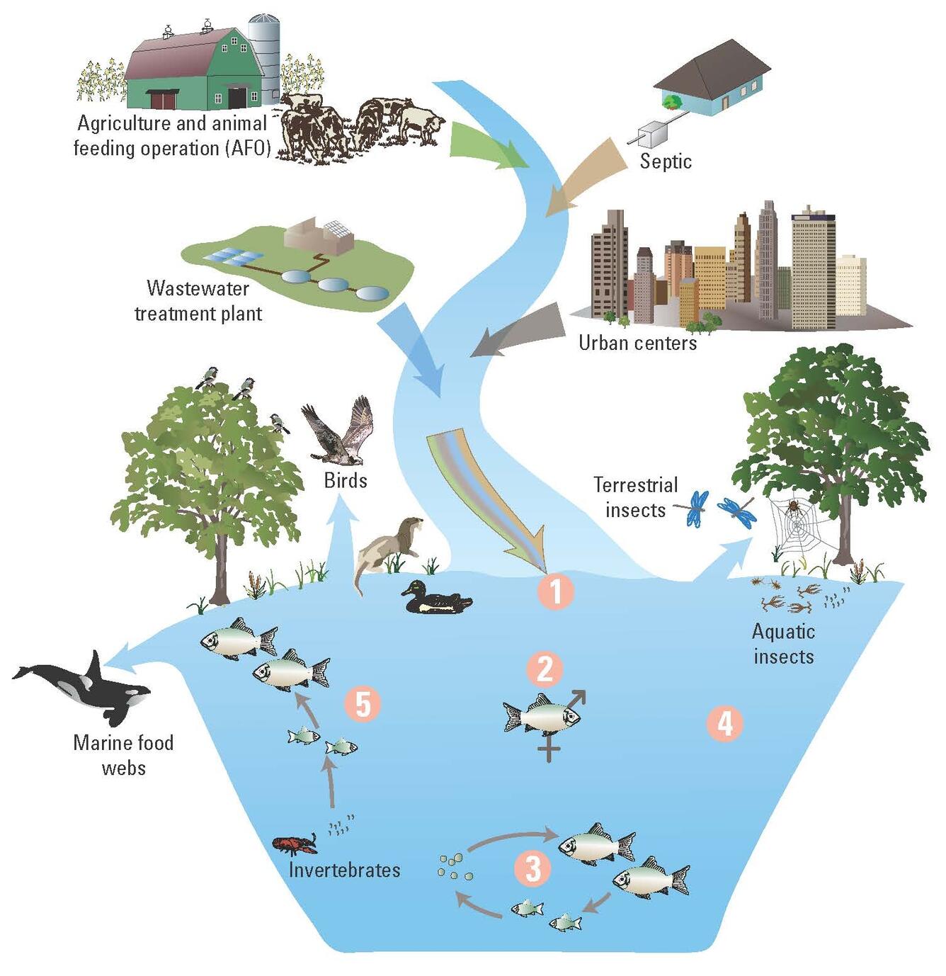 Challenges associated with the effects of contaminants on aquatic food web.