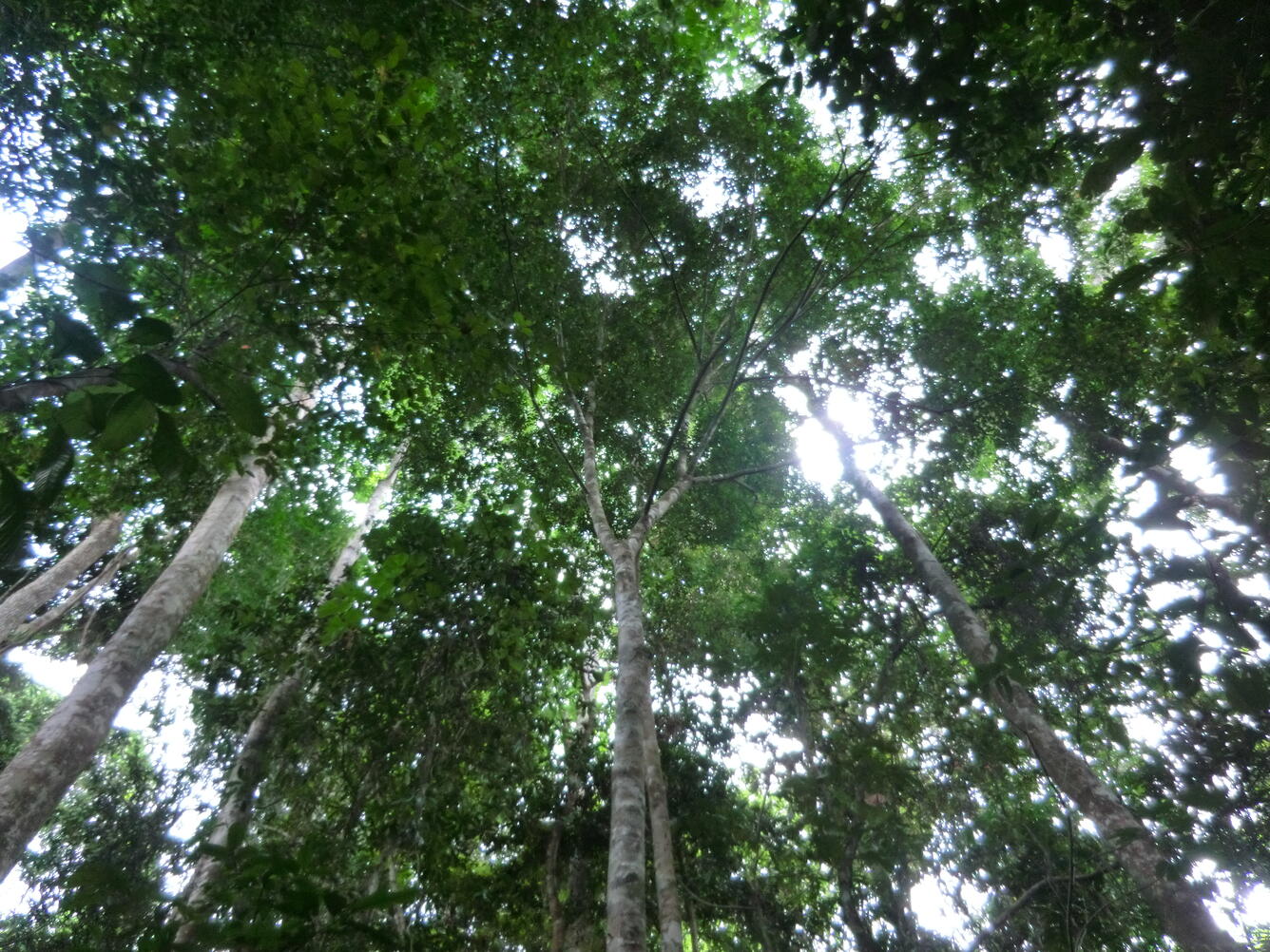 closed canopy forest in Ghana