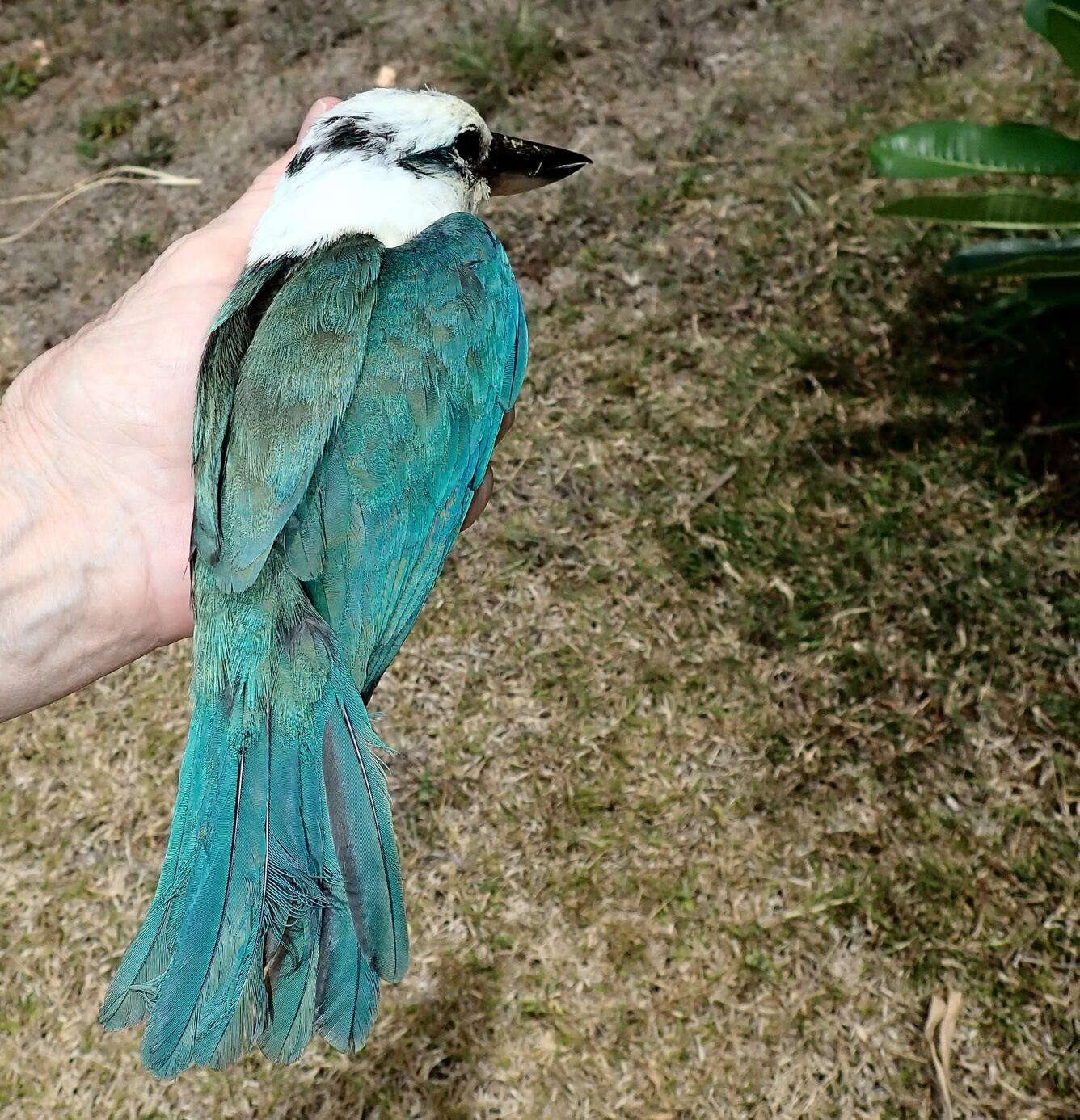 A Collard Kingfisher in the hand
