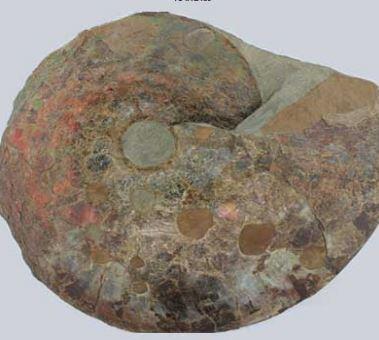 This Placenticeras meeki ammonite specimen from our Campanian Pueblo, Colorado Pierre Shale collection of the CRC website