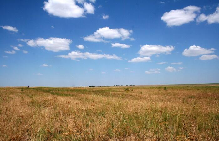 A pollinator field planted so native bees could forage pesticide free.