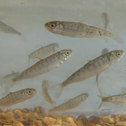 Juvenile Snake River fall Chinook salmon