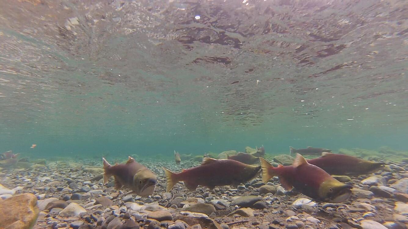 Sockeye salmon