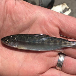 Juvenile Chinook salmon