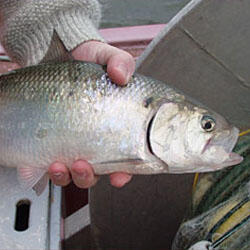 American shad