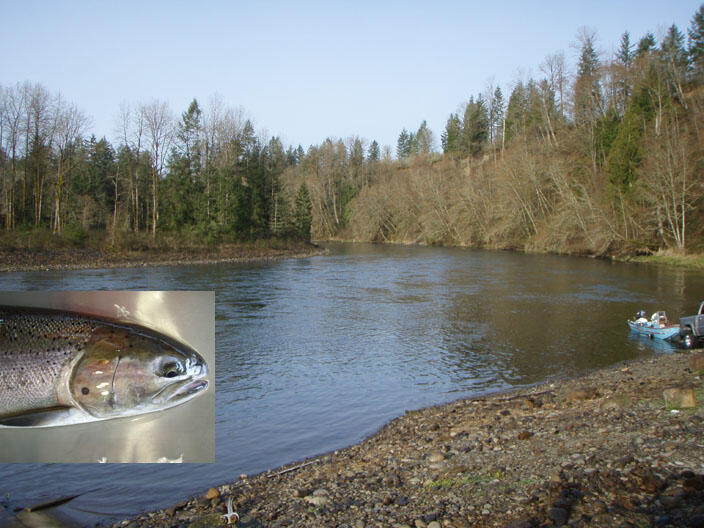 Cowlitz River and adult summer steelhead