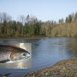 Cowlitz River and adult summer steelhead