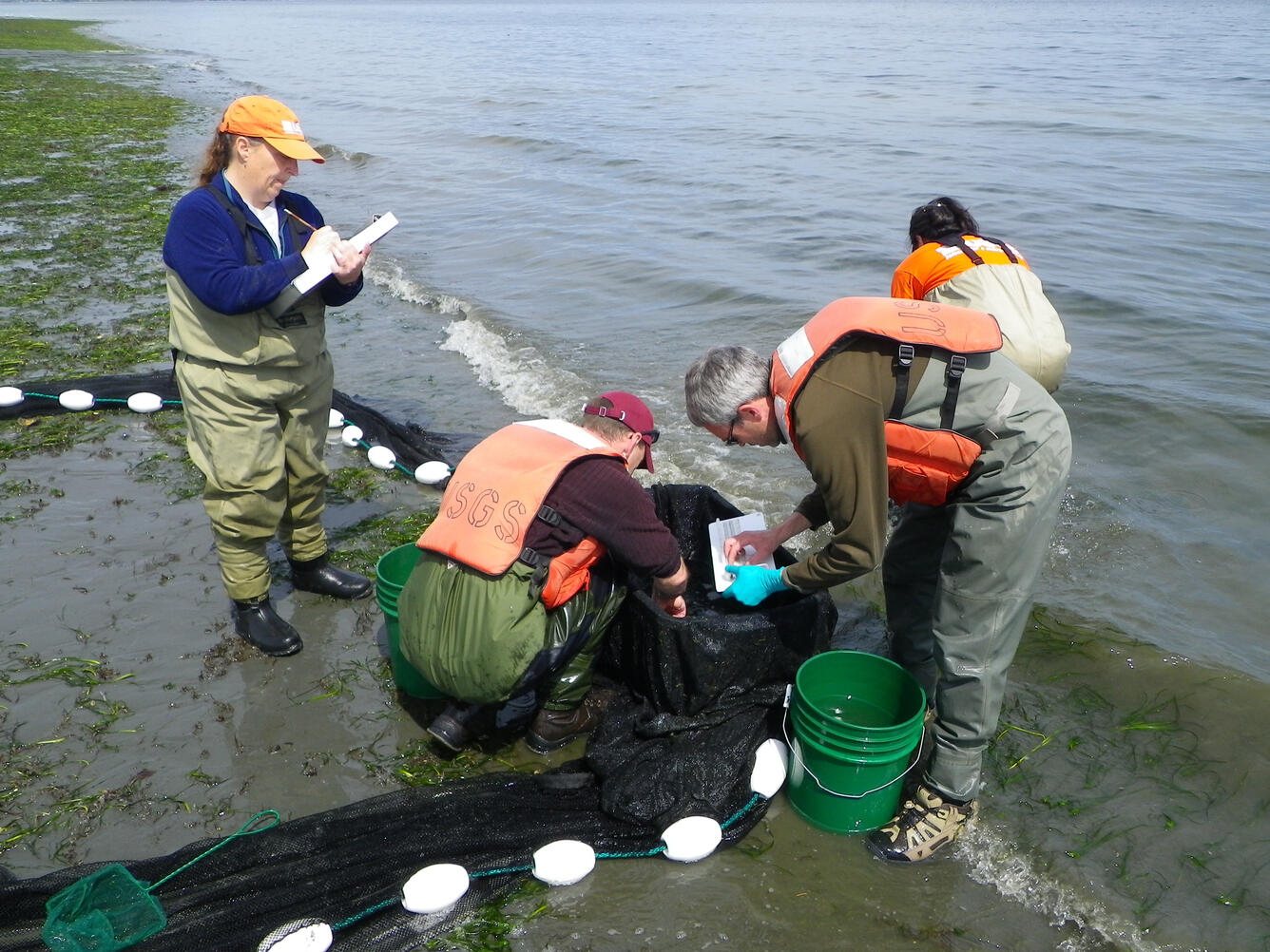 Identifying fish collected in a beach seine