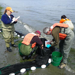 Identifying fish collected in a beach seine
