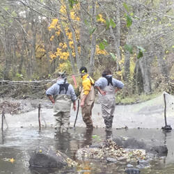 Researchers set up block nets to perform population estimates
