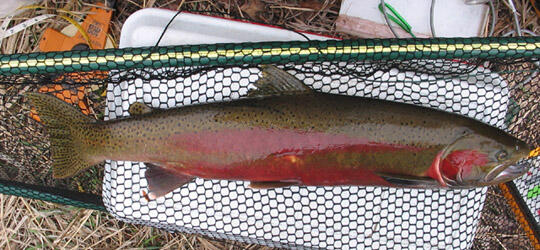 Biological data is being collected on an adult steelhead.