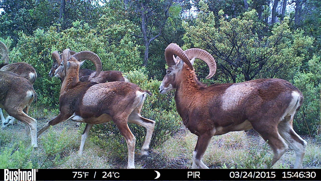 Herd of mouflon sheep running past a wildlife camera