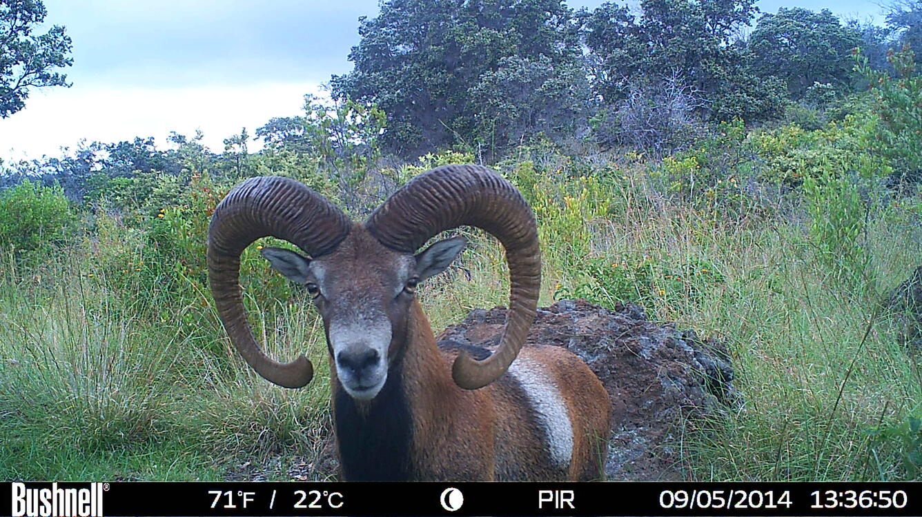 Close-up of a mouflon ram taken with a remote wildlife camera