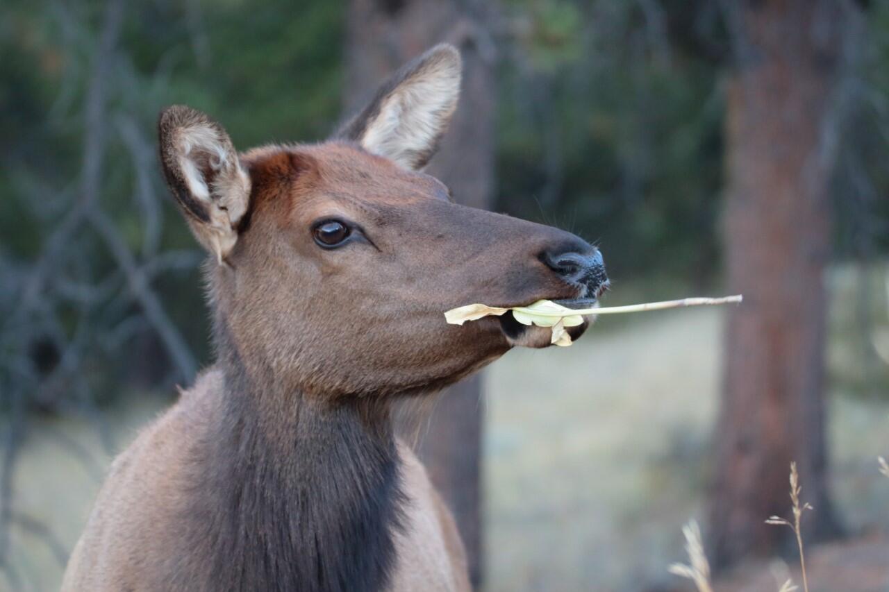 Elk in open field in Yellowstone National Park 