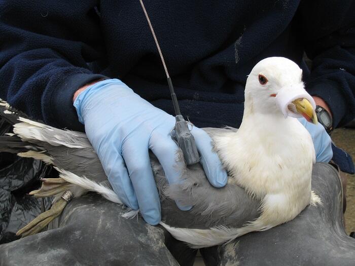California Gull