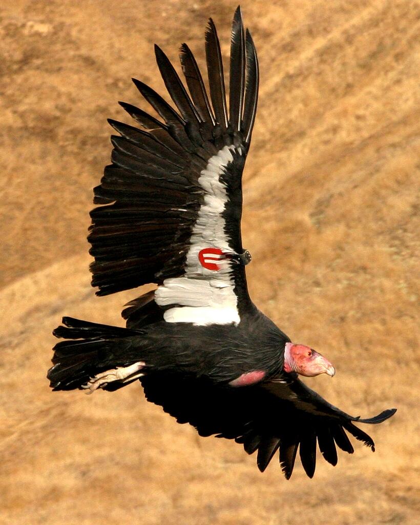 A California Condor flying with a GPS device on its wing. 
