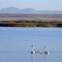Trumpeter swans, Camas National Wildlife Refuge