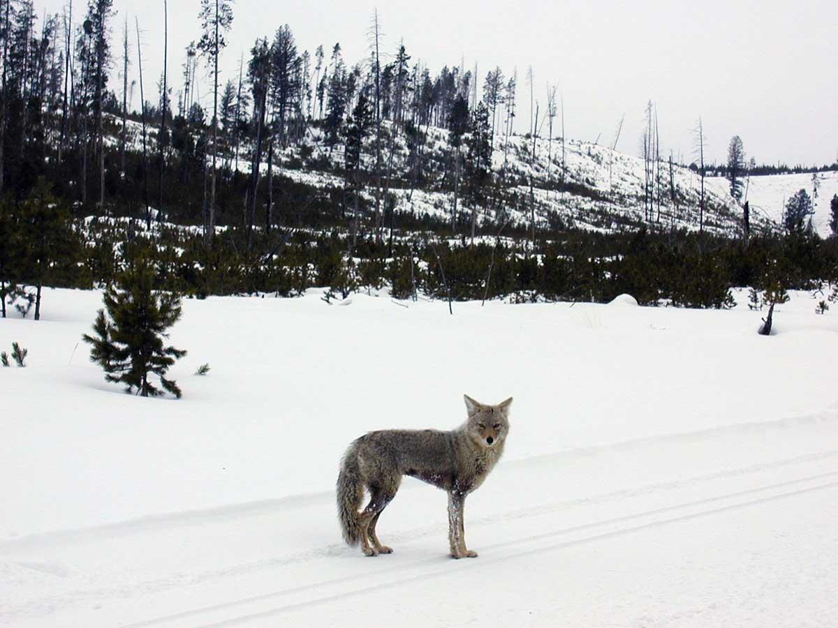 Coyote on trail to Canyon, Wyoming