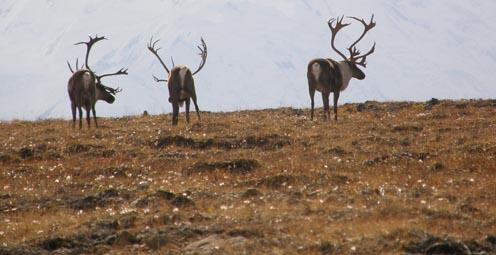 Caribou