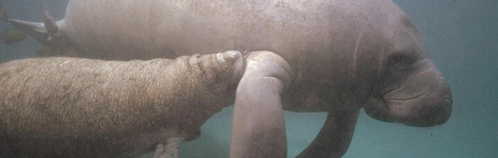 A mother Manatee swims with her baby. 