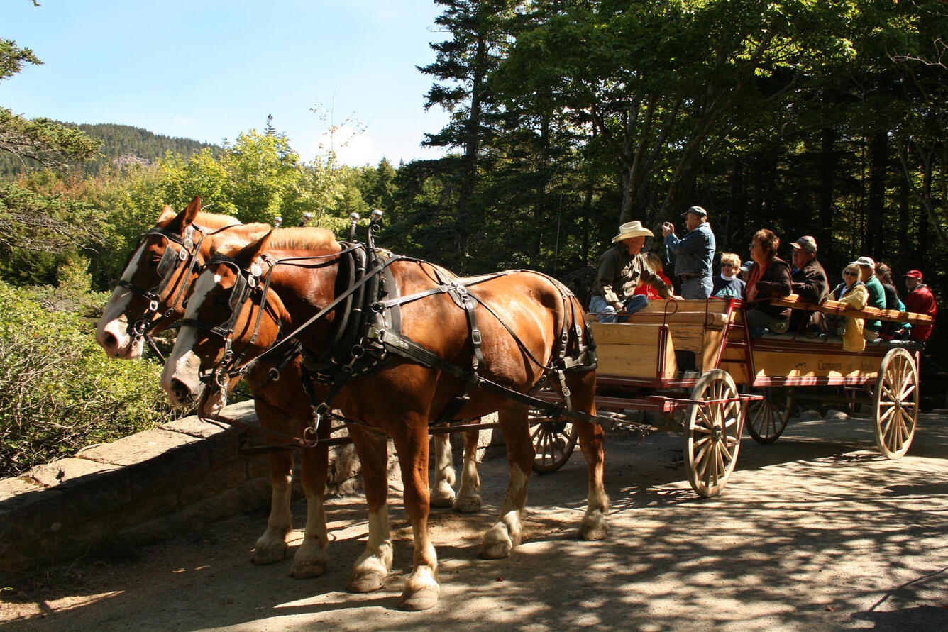 A horse-drawn carriage carrying tourists through Acadia