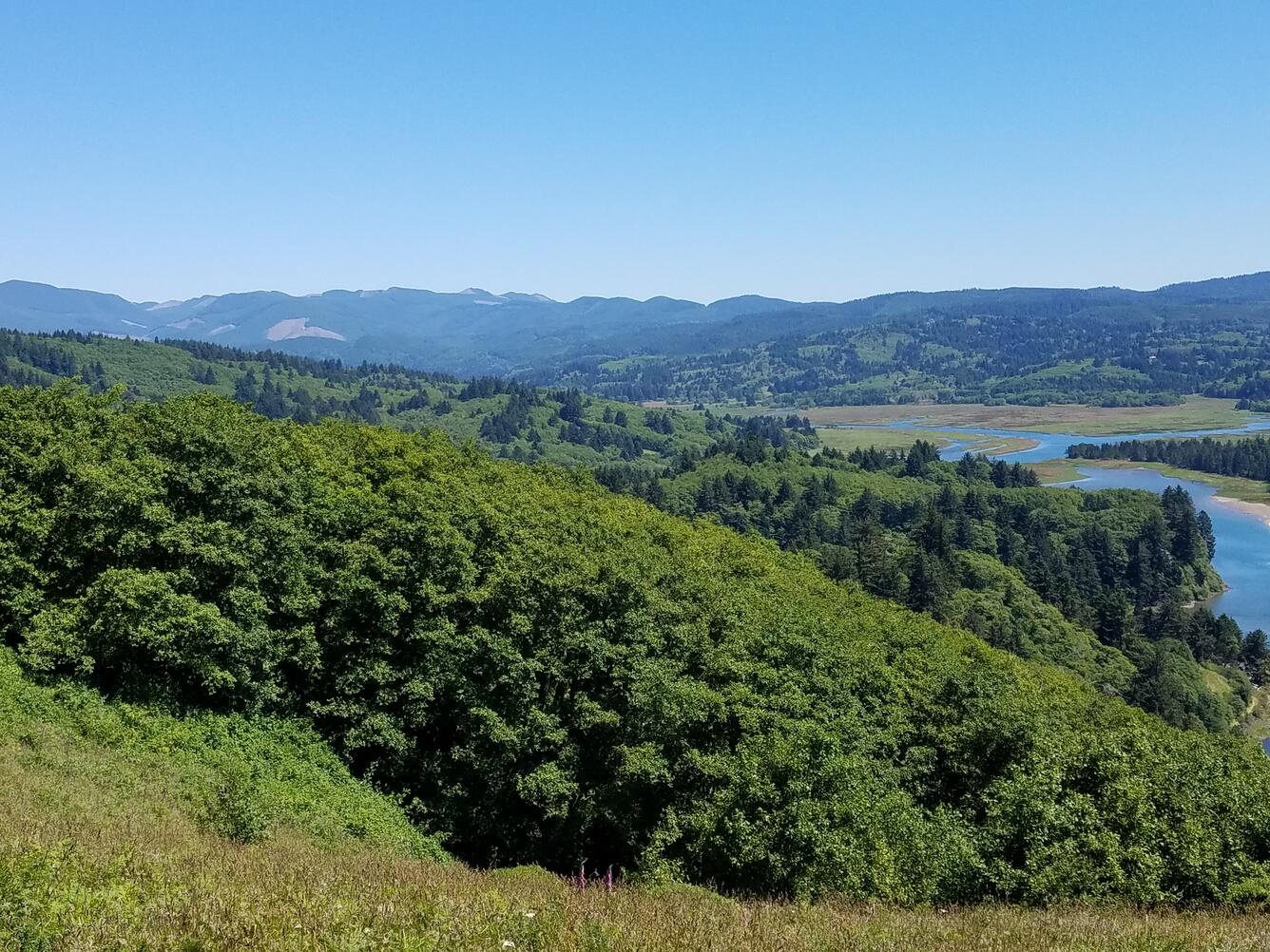 landscape of red alder with evergreen trees