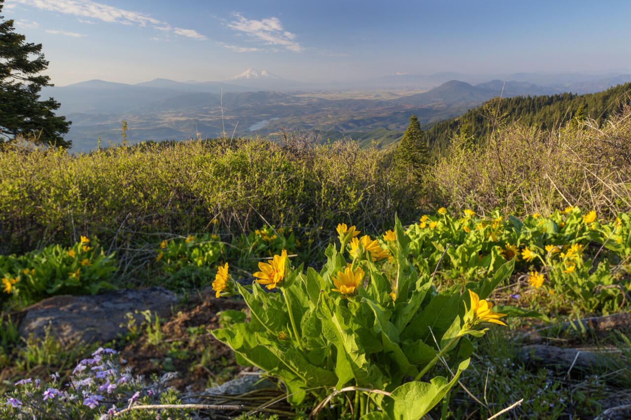 Wildflowers in foreground, mountains in background