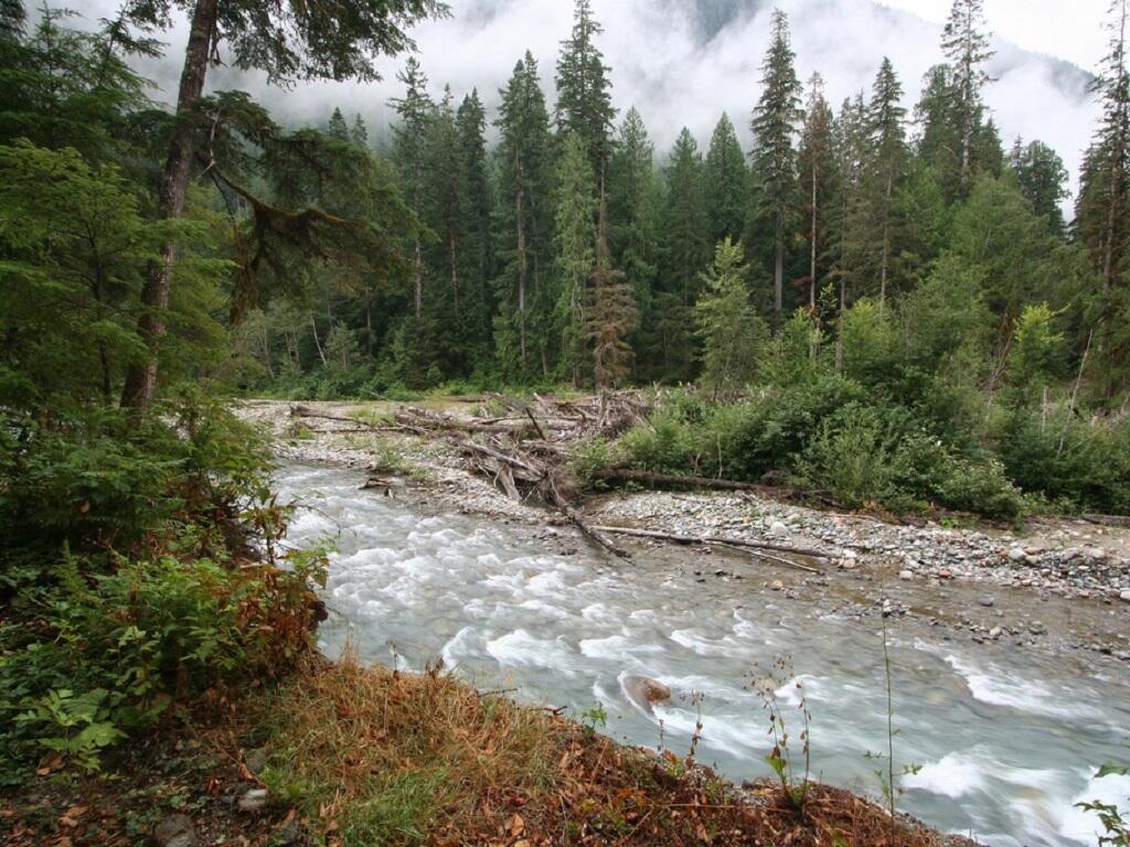 A river of rapids with pebble-ridden banks rushes through a forest of tall, green pines.