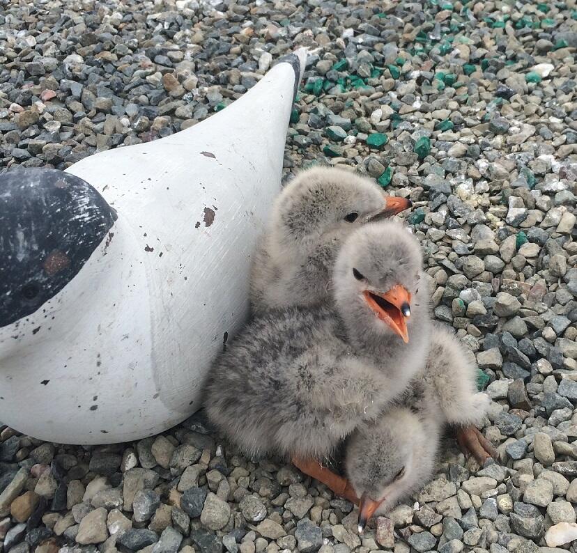 WERC Caspian Tern Chicks with Decoy Bird