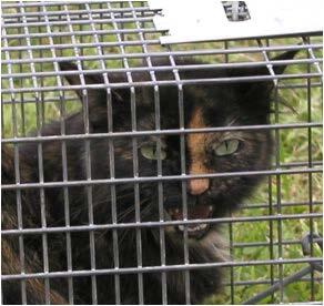 Feral cat in trap.