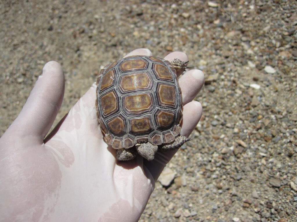 Baby desert tortoise