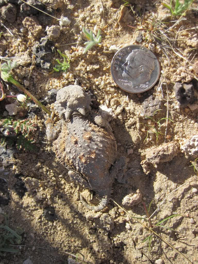 Baby horned lizard
