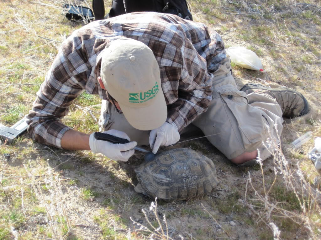 Attaching radio transmitter to desert tortoise