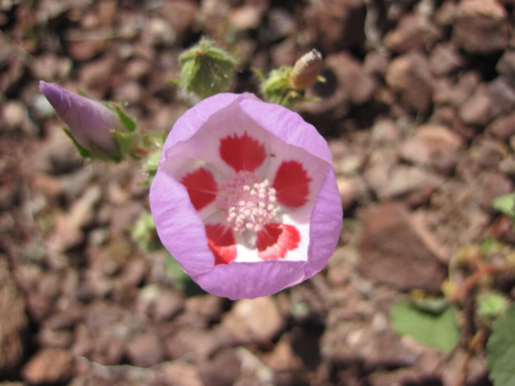 Desert Five-Spot (Eremalche rotundifolia)