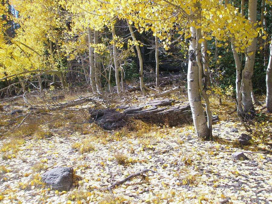 This is a photo of Aspen grove in autumn color and boulders of Baldhills Tuff.