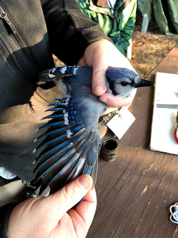 Blue Jay