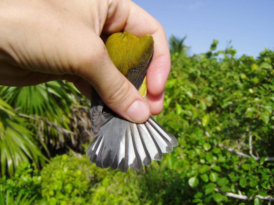 Prothonotary Warbler